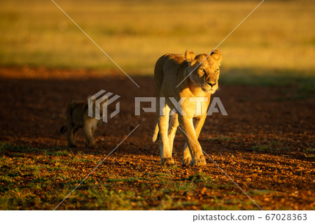 Lioness walks on airstrip followed by cub Lioness walks on airstrip followed by cub 67028363
