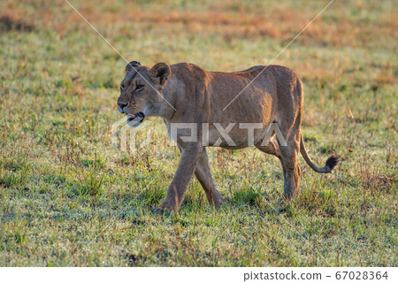 Lioness walks across short grass with dew Lioness walks across short grass with dew 67028364