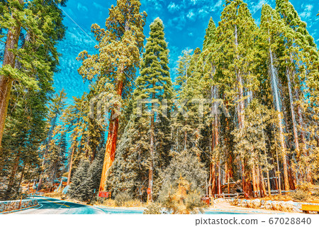 Forest of ancient sequoias in Yosemeti National Forest of ancient sequoias in Yosemeti National 67028840