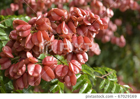 Taiwan Luan tree, seed 67029169