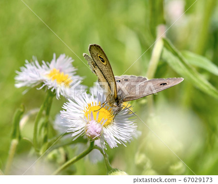 Hirumuranami Janome（蝴蝶）吮吸Halzion的花蜜 67029173