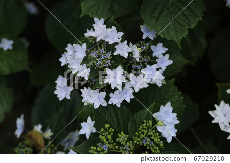 荒尾市宮崎兄弟家庭花園的花朵 67029210