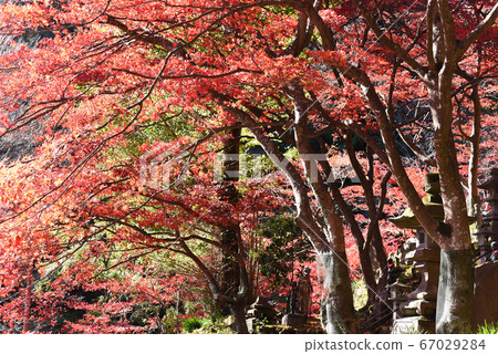 Oyama Temple Autumn leaves Oyama Temple Autumn leaves 67029284
