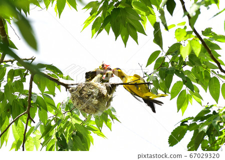 Oriole 67029320