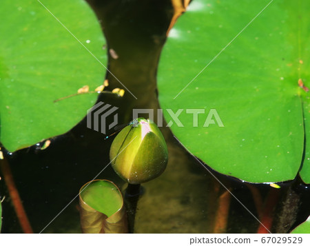 Port of Nagoya Wildflower Garden Bluebonnet water lily and thread dragonfly Port of Nagoya Wildflower Garden Bluebonnet water lily and thread dragonfly 67029529