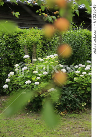 荒尾市宮崎兄弟家庭花園的花朵 荒尾市宮崎兄弟家庭花園的花朵 67029549