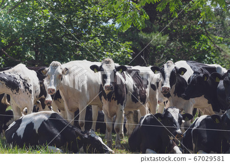 A group of cows 67029581