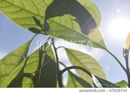 selective focus and bokeh on green avocado leaves selective focus and bokeh on green avocado leaves 67029754