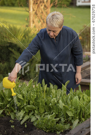Female gardener watering fresh lettuce sorrel plants in garden raised beds 67029758