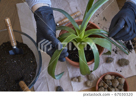 Step by step transplanting home plant aloe vera 67030320