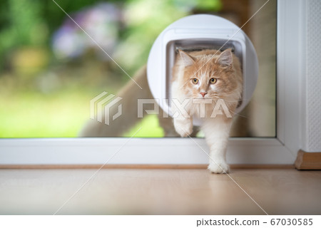 cat passing through cat flap 67030585