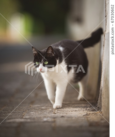 cat walking along road. 67030602