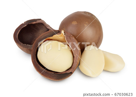 macadamia nuts isolated on white background with clipping path and full depth of field macadamia nuts isolated on white background with clipping path and full depth of field 67030623