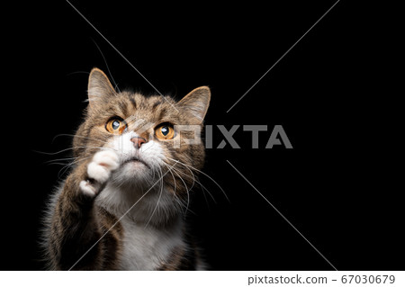 british shorthair cat raising paw british shorthair cat raising paw 67030679