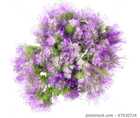 Phacelia flower isolated on white background with full depth of field. Top view. Flat lay 67030724