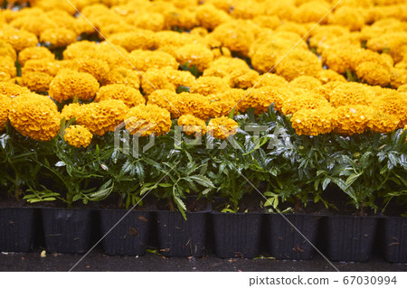 Many bright seedlings of flowers in plastic Many bright seedlings of flowers in plastic 67030994
