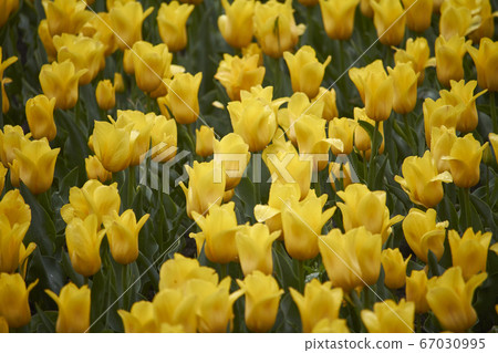 Field of yellow tulips in spring after rain, 67030995