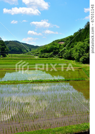 Paddy field Paddy field 67031148
