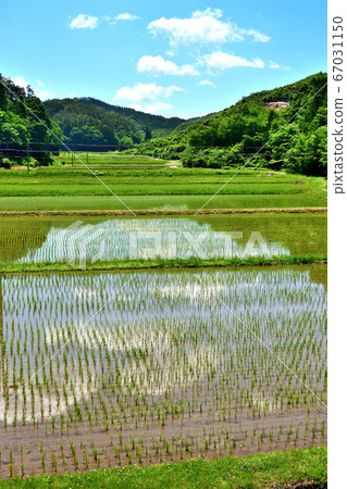 Paddy field 67031150
