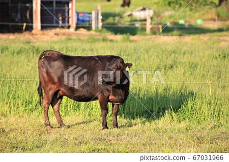 Japanese beef 67031966