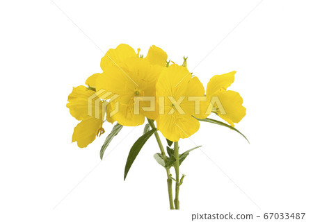 evening primrose flower isolated 67033487