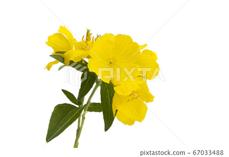 evening primrose flower isolated evening primrose flower isolated 67033488