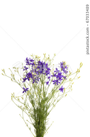 forking larkspur flower isolated 67033489
