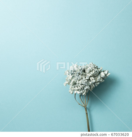 Dried blue hydrangea flower on blue background. top view, copy space Dried blue hydrangea flower on blue background. top view, copy space 67033620