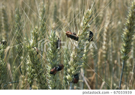 Bread beetle at wheat crop Bread beetle at wheat crop 67033939