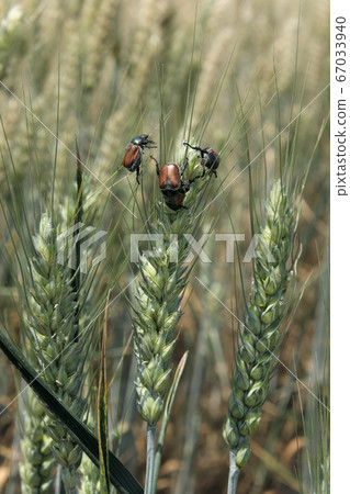 Bread beetle at wheat crop Bread beetle at wheat crop 67033940