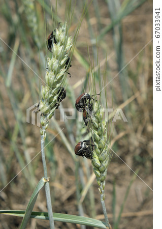 Bread beetle at wheat crop Bread beetle at wheat crop 67033941