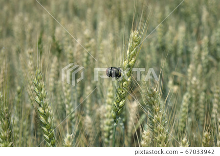 Bread beetle at wheat crop 67033942