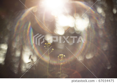 Rape blossoms 67034475