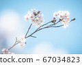 Cherry Blossoms	 67034823