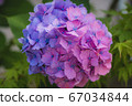  hydrangea 67034844