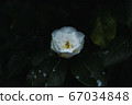 Flowers 67034848