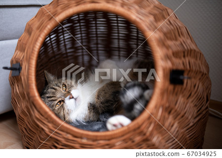 cat relaxing in basket cat relaxing in basket 67034925