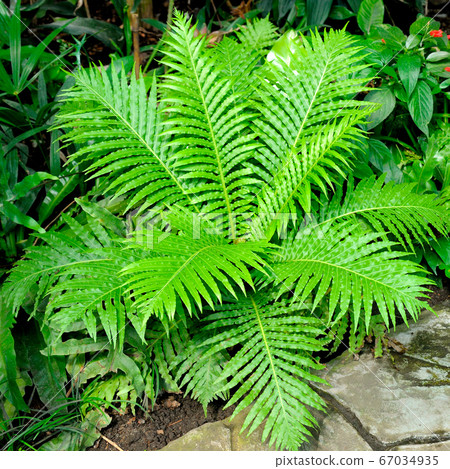 Fern thickets in a botanical garden. Fern thickets in a botanical garden. 67034935
