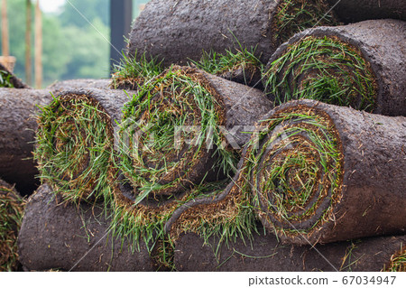 Stack of turf grass roll for lawn 67034947