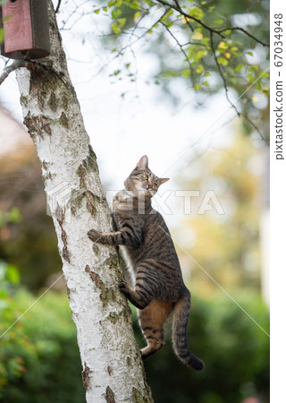 cat climbing up tree 67034948
