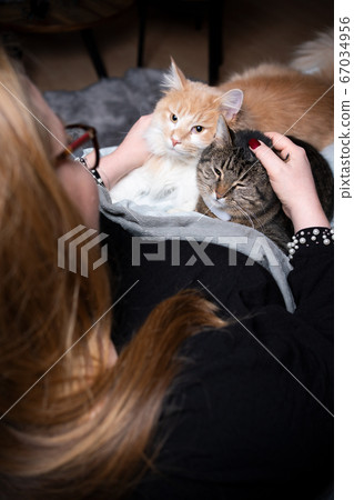 pet owner petting two cats 67034956