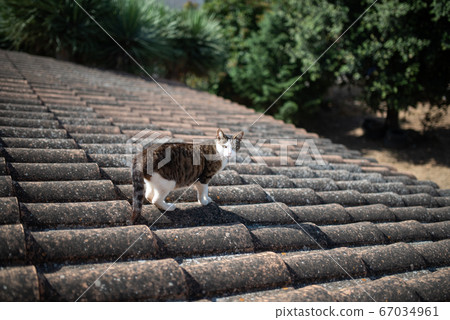 cat on roof top cat on roof top 67034961