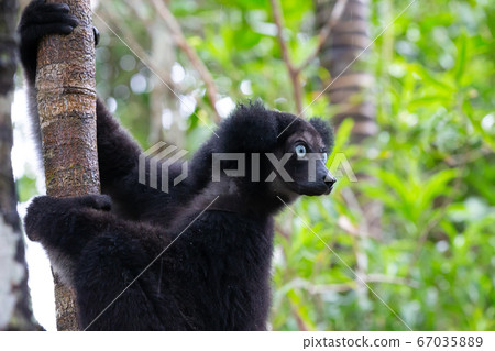 Portrait of the Indri lemurs in a rainforest in 67035889