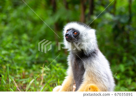 A Sifaka Lemur in the rainforest on the island of 67035891