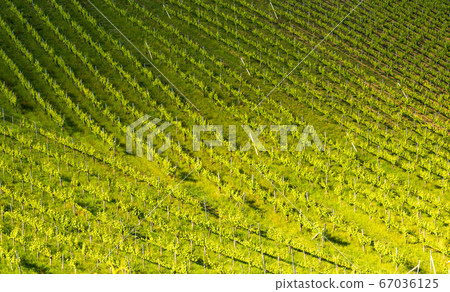 Beautiful green rows of grape plants in summer in 67036125