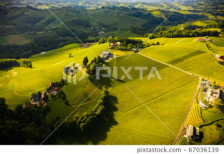 Aerial view of green hills and vineyards with 67036139