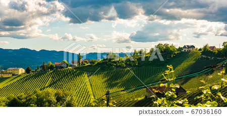 Vineyards panorama Leibnitz area famous 67036160