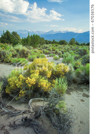 Mono Basin Yellow Flowers in the Landscape 67036576