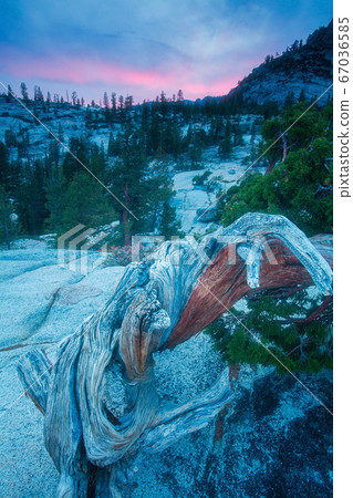 Gnarled Pine tree 67036585