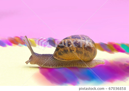 Snail crawling on a colorful pastel background, pink yellow paper, beautiful macro shot of a wild animal, cute snail with house and hard shadows leaving rainbow trail Snail crawling on a colorful pastel background, pink yellow paper, beautiful macro shot of a wild animal, cute snail with house and hard shadows leaving rainbow trail 67036858